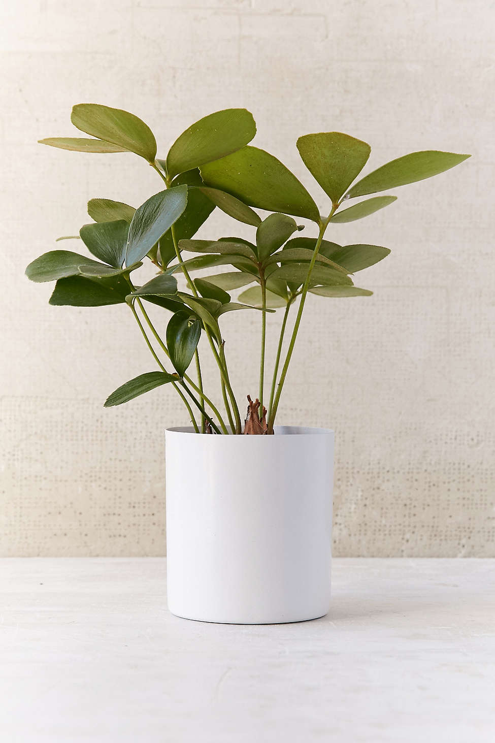 Small metal planter from Urban Outfitters