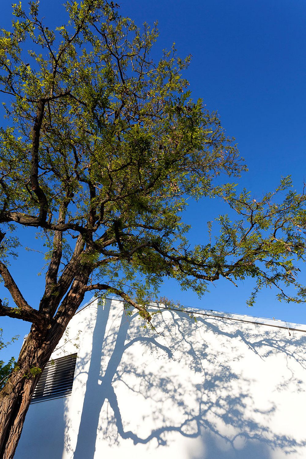 Tree offers shade to the house and natural cooling