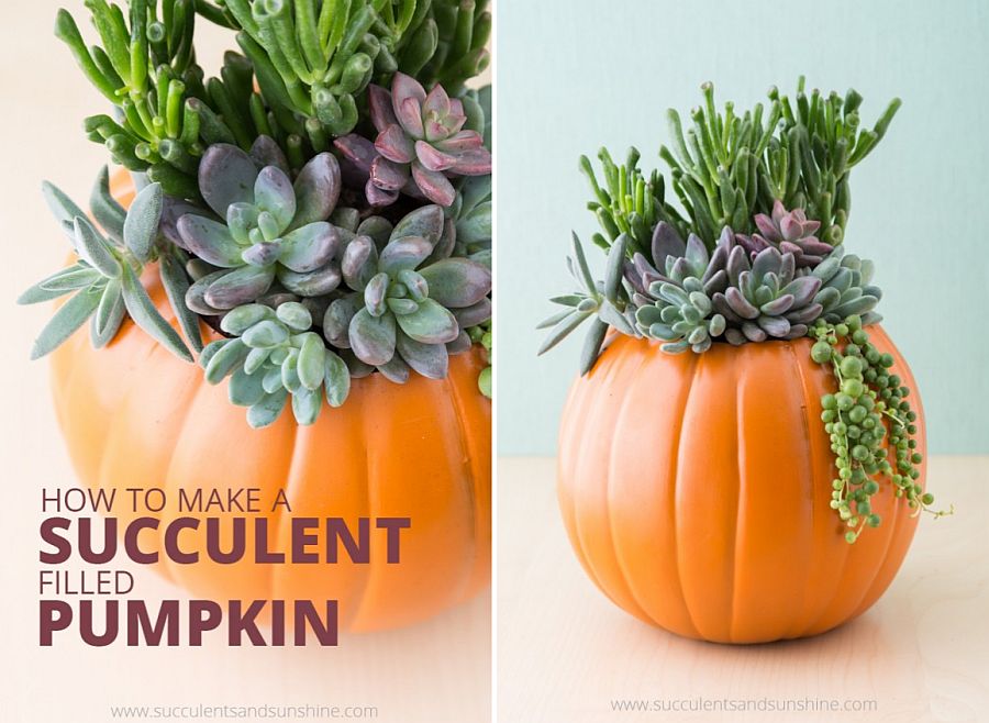 DIY succulent pumpkin centerpiece [From: succulents and sunshine]