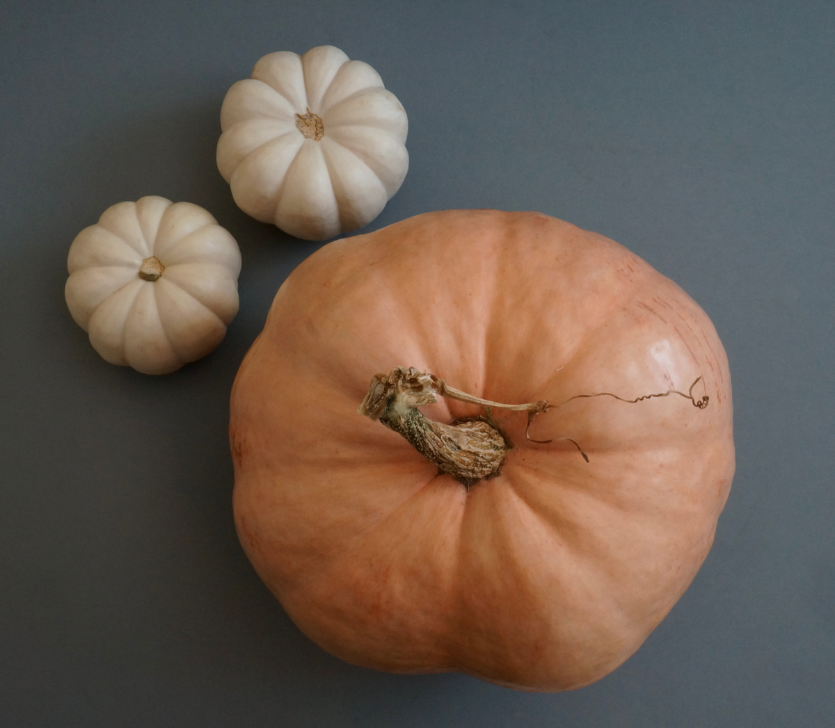 Pumpkins in peach and white