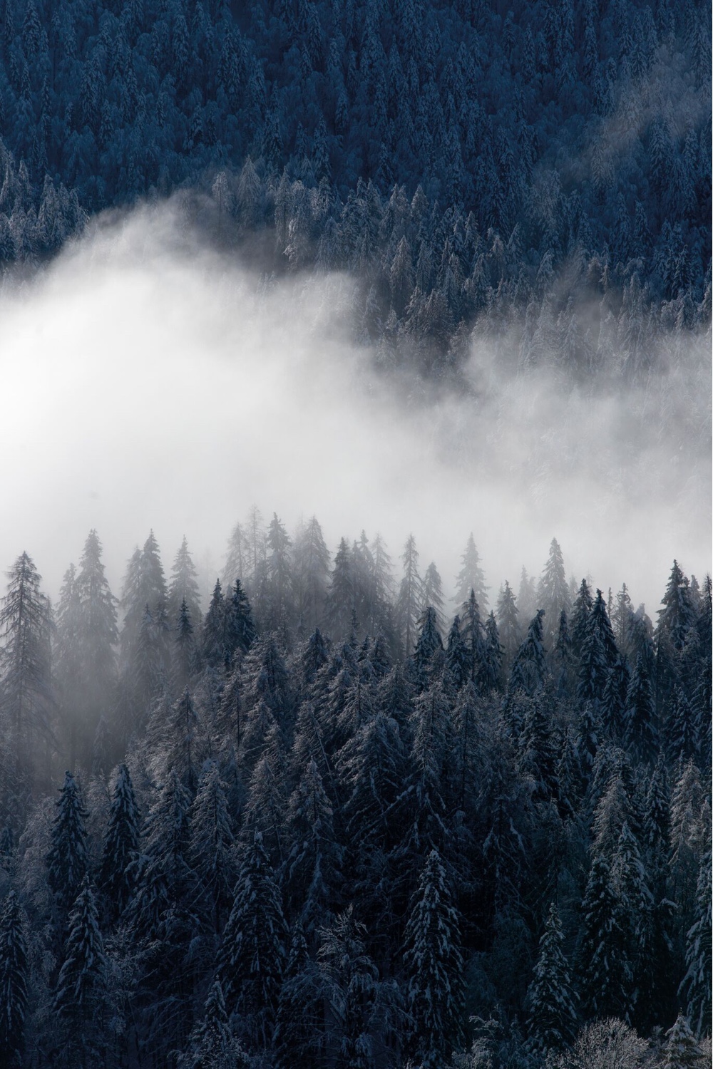 Skog (forest). Image © 2016 SKANDINAVISK.