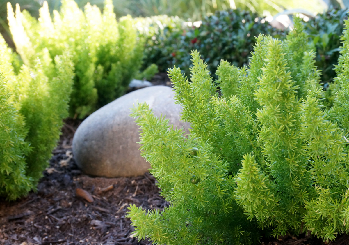 Ferns may need protecting from the cold weather