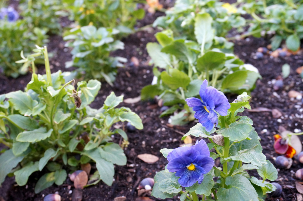 Pansies can thrive in some winter climates