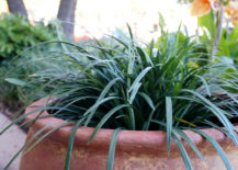Prepare-to-cover-plants-that-cant-handle-the-cold-217x155