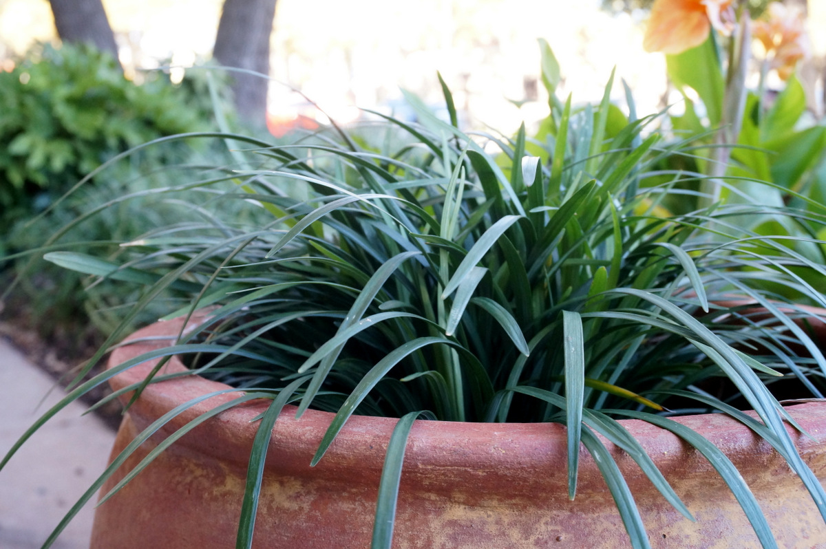 Prepare to cover plants that can't handle the cold
