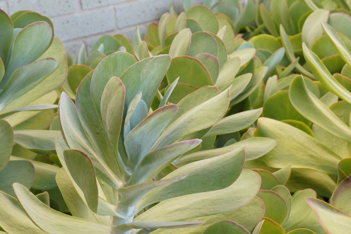 Protect succulents in freezing weather