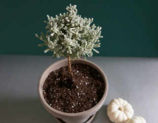 Potted Topiary Tips That Maximize Greenery