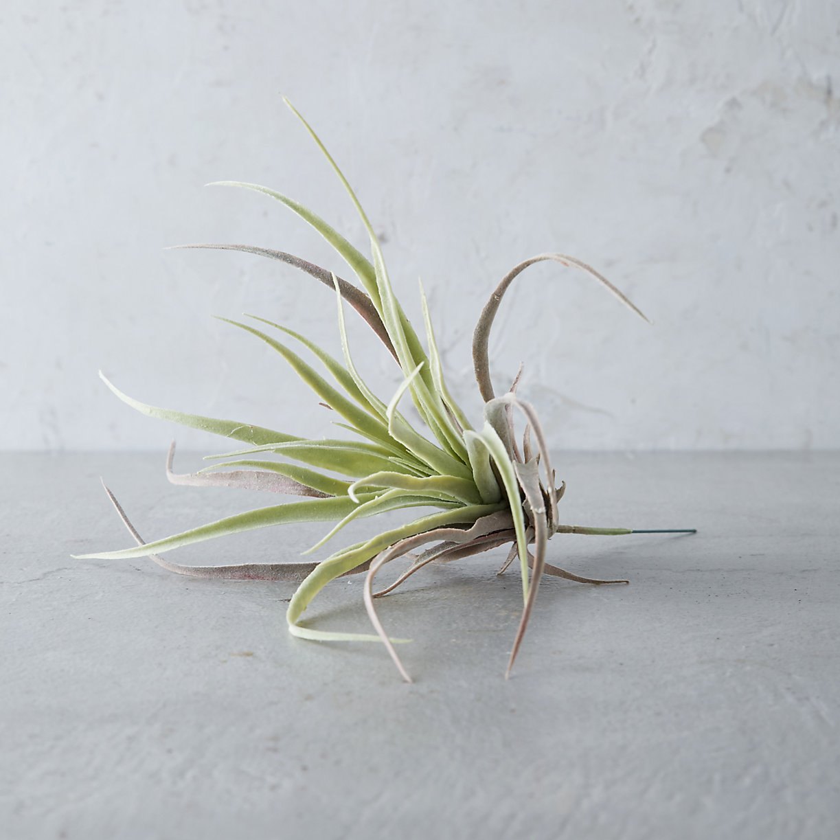 Faux air plant from Terrain