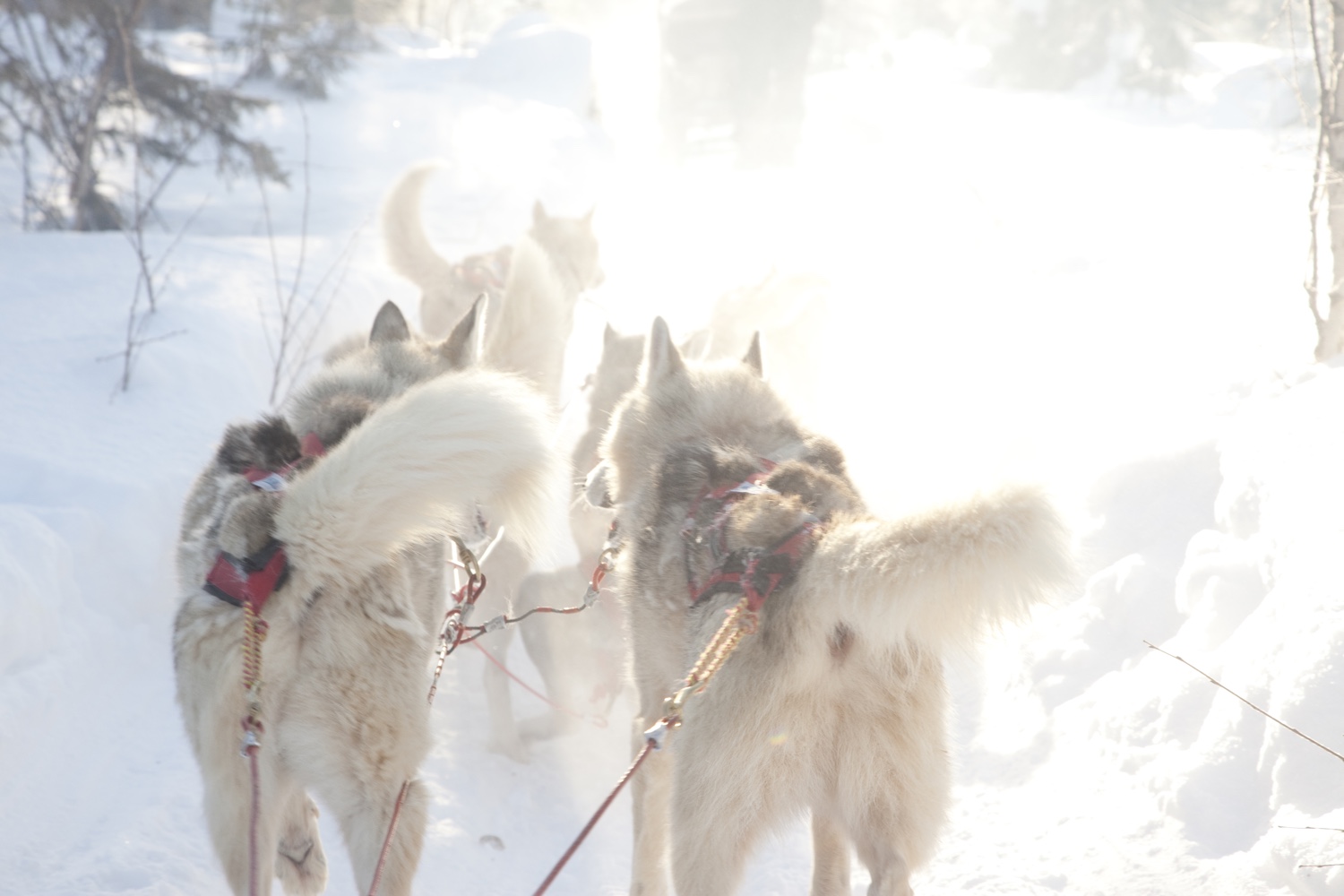 Huskies. Image © Visit Finland.