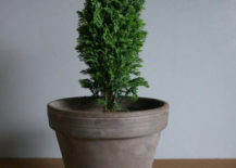 Potted-holiday-greenery-217x155