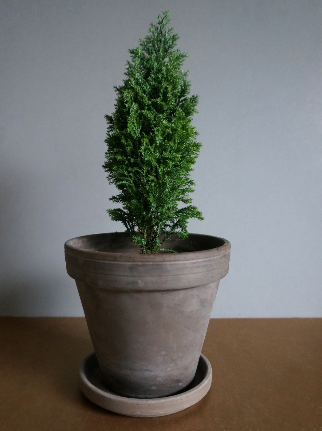 Potted holiday greenery