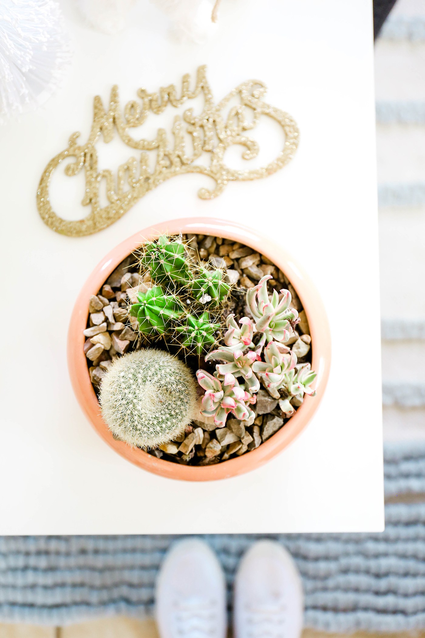 Potted succulents from Proper