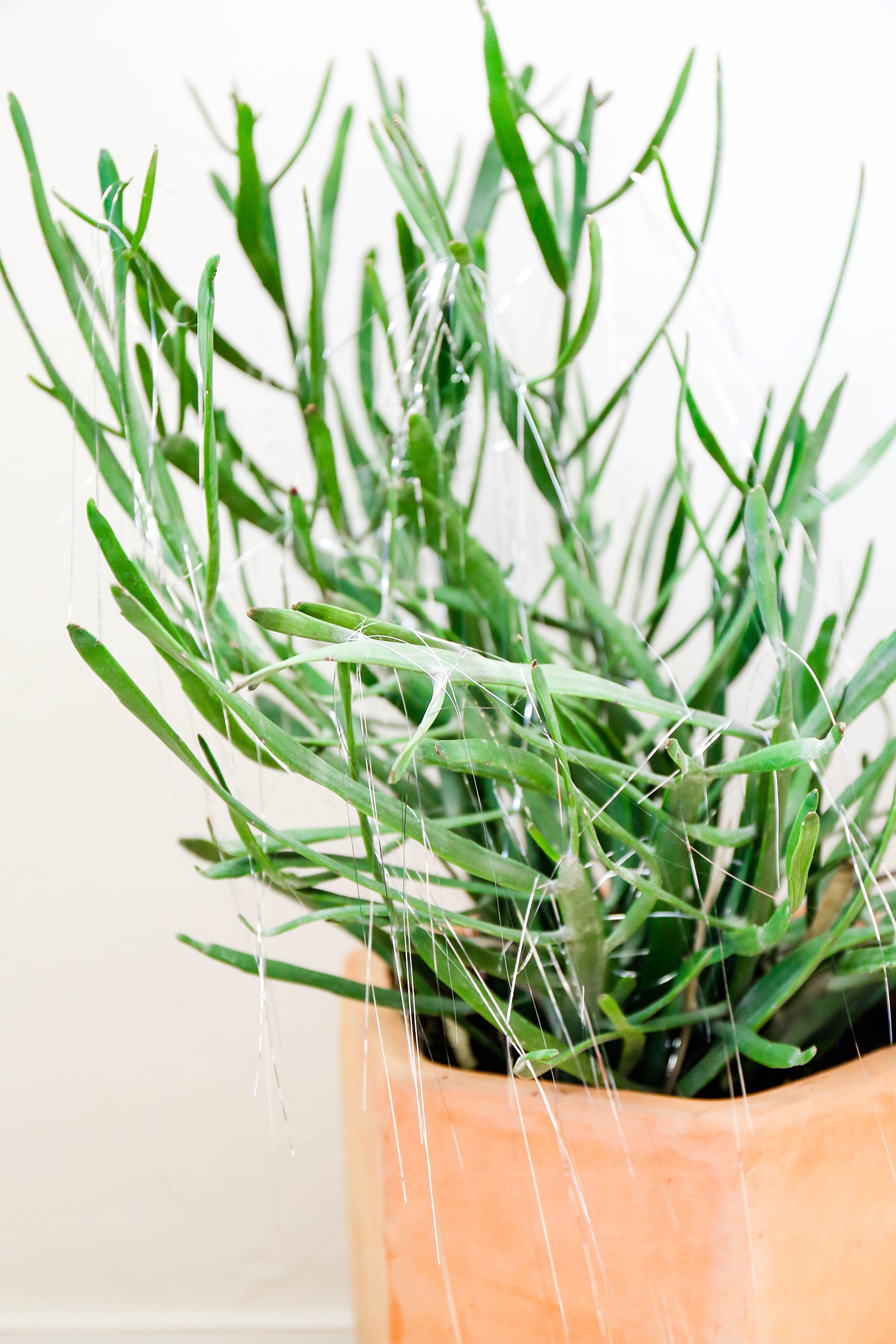 Tinsel adds festivity to potted plants