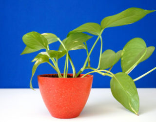 Hardy Houseplants That Double as Low-Maintenance Decor