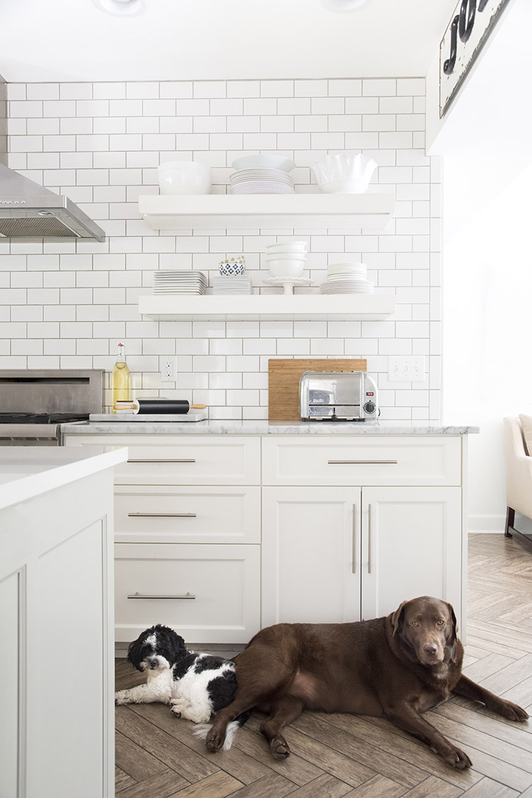 Dois cachorros em uma cozinha branca minimalista com duas prateleiras flutuantes.