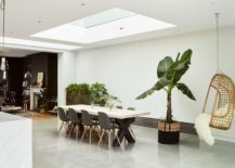 Large-indoor-plant-and-the-hanging-chair-add-an-interesting-visual-to-the-dining-space-217x155