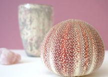 Pink-sea-urchin-in-the-spotlight-217x155