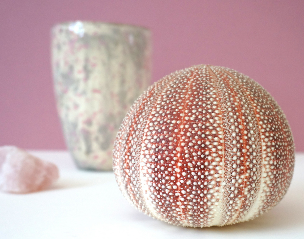 Pink-sea-urchin-in-the-spotlight