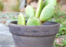 Potted-cactus-plant-217x155
