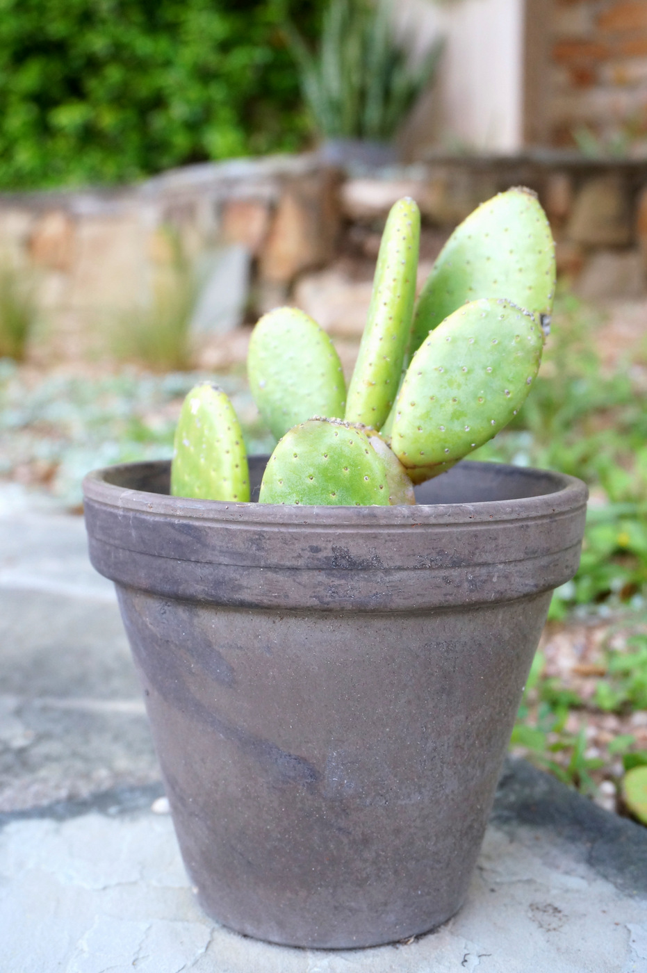 Potted-cactus-plant