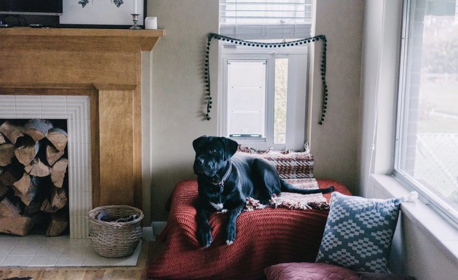 A cozy dog nook set up in the corner of the room