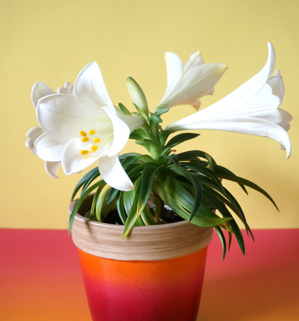 An Easter lily arrangement