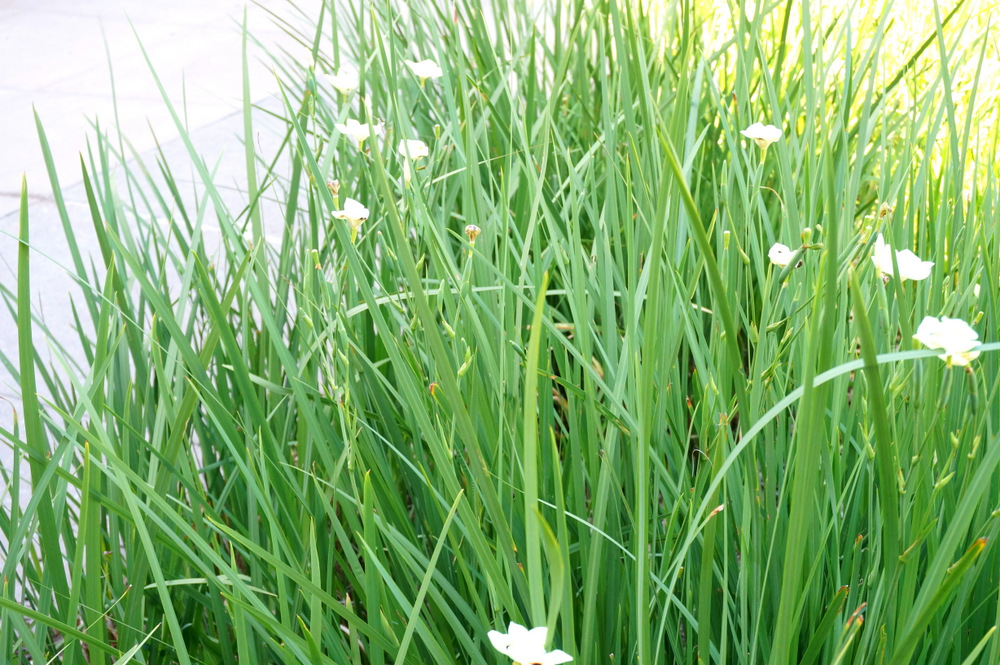 Bicolor iris adds height