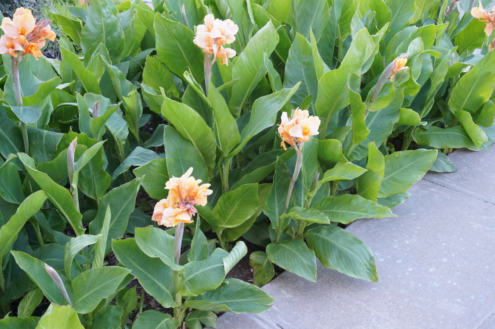 Canna-lily-blooms