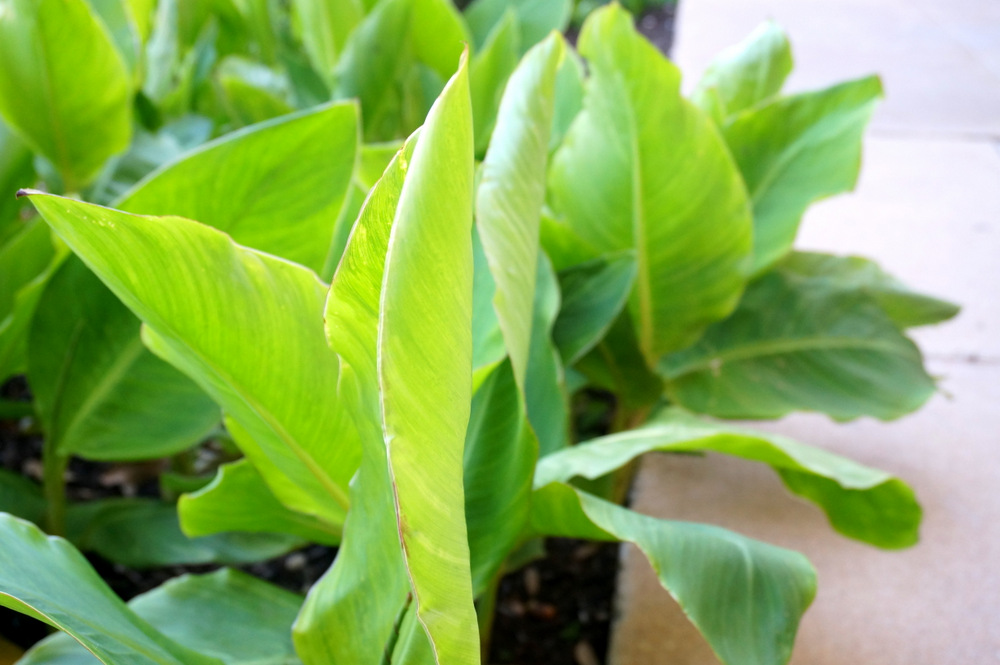 Canna-lily-leaves