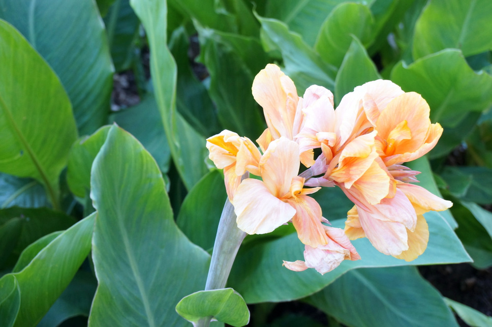 Canna lily with peach blooms