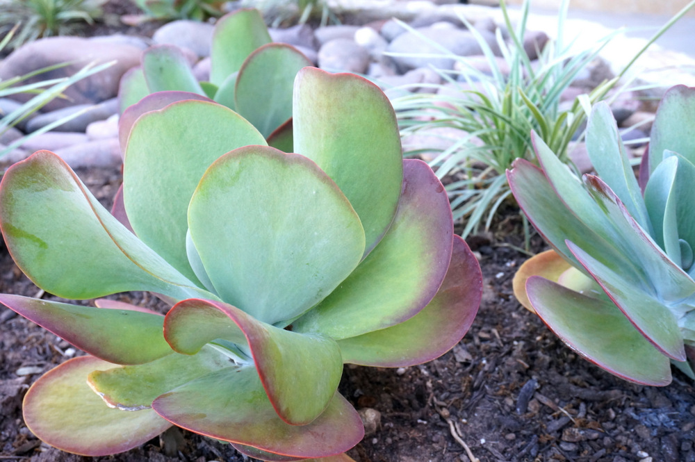 Colorful-succulent-in-a-raised-flowerbed