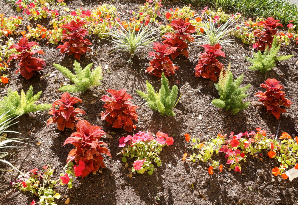 Flowerbed-filled-with-colorful-plants