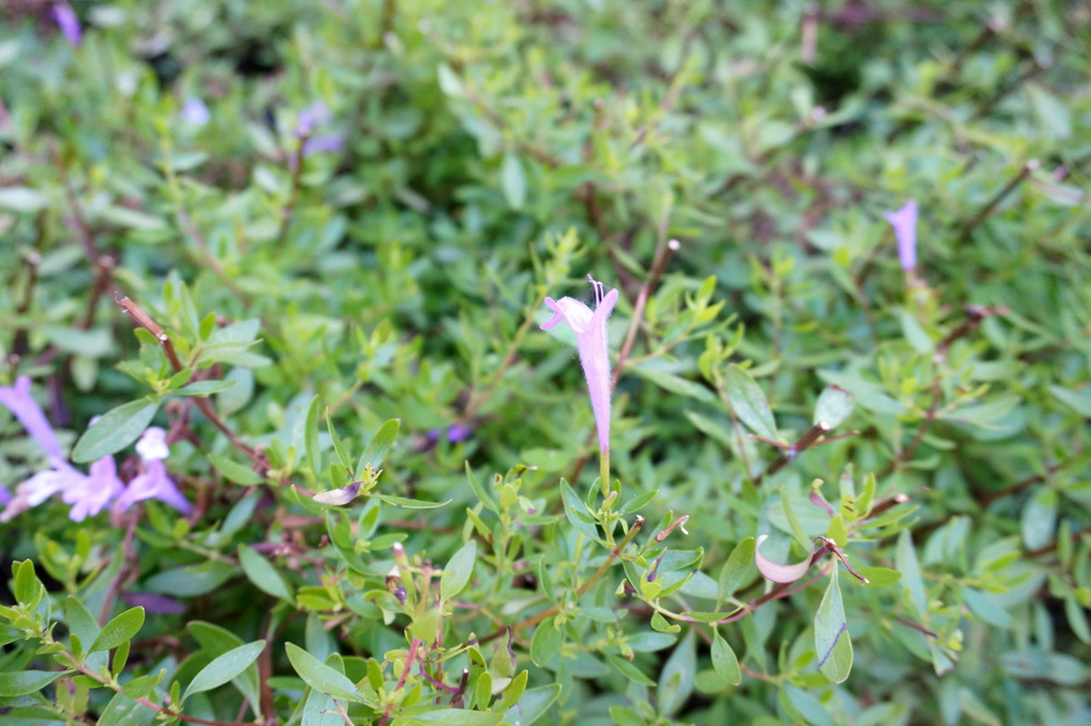 Flowering-bush-with-lavender-blooms