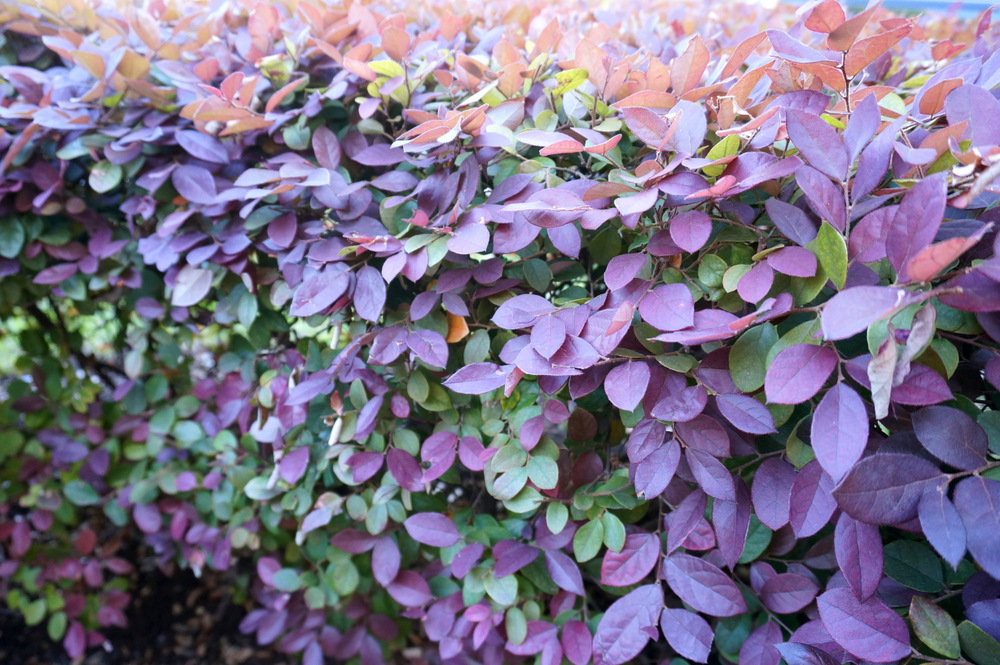 Loropetalum-makes-a-nice-border-bush