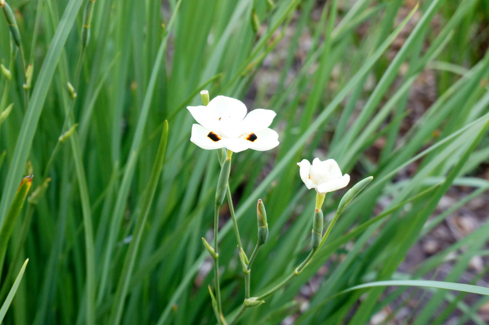 Low-maintenance bicolor iris