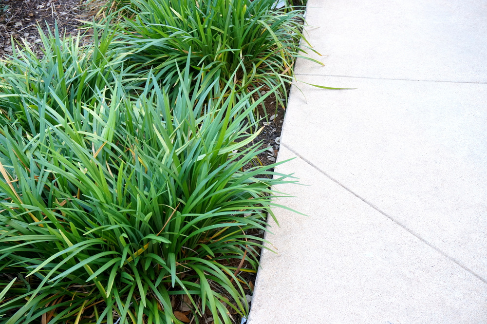 Monkey-grass-lines-a-walkway