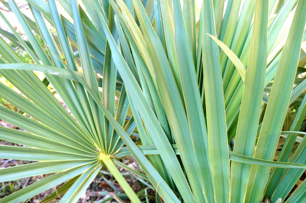 Palm-leaves