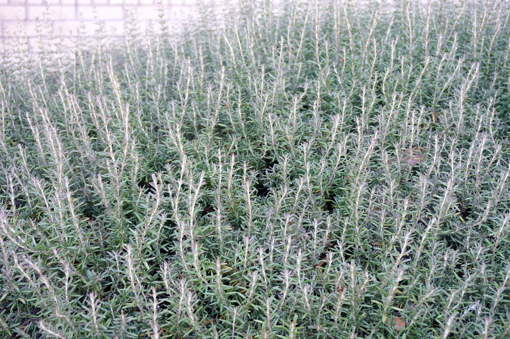 Rosemary adds fragrance