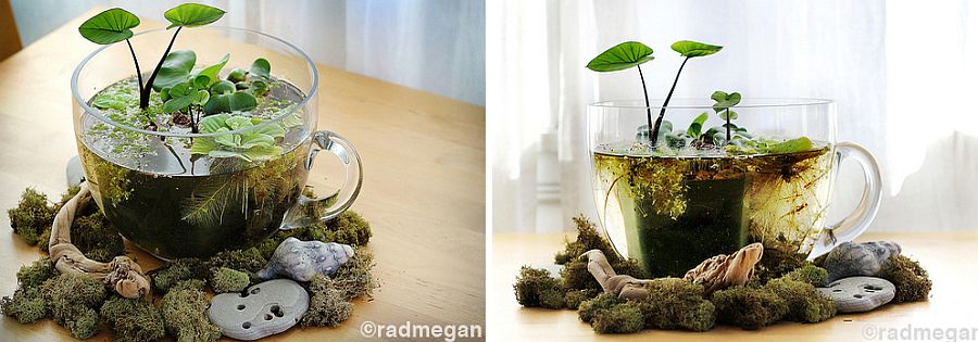 DIY-Indoor-Tabletop-Water-Garden