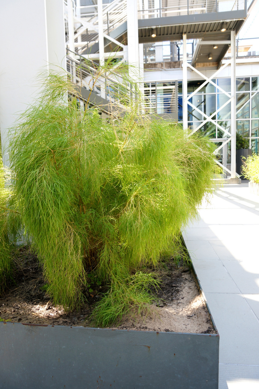 Bamboo-grass-and-metal-edging