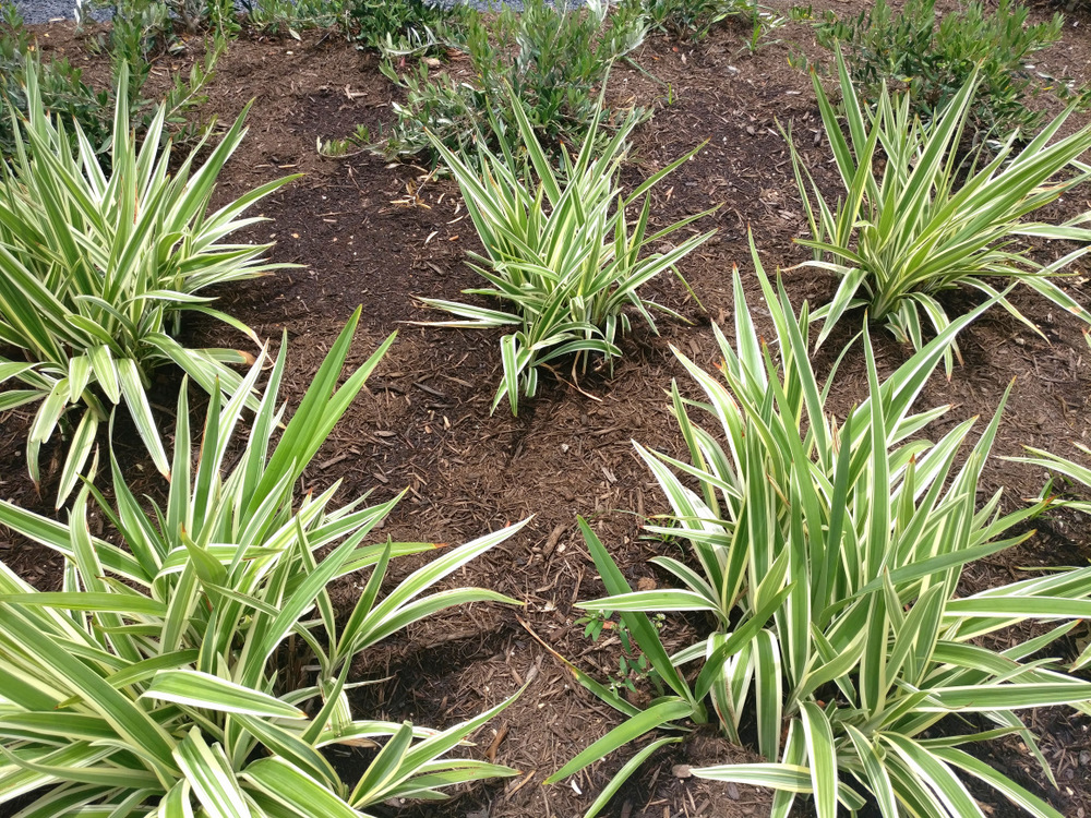 Cluster of plants in a large flowerbed