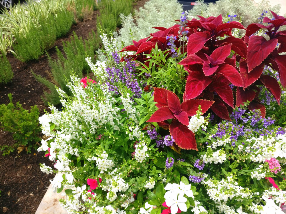Collection of flowers in a large planter
