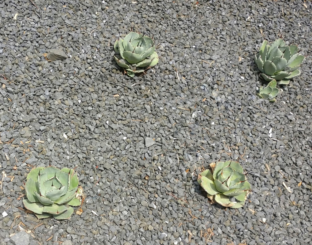 Evenly spaced succulents