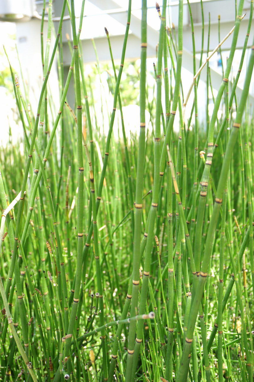 Horsetail reeds