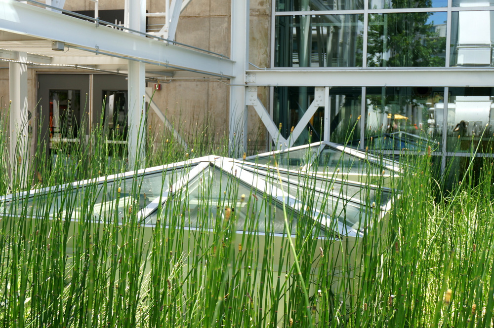 Horsetail-reedsand-greenhouse-style-windows