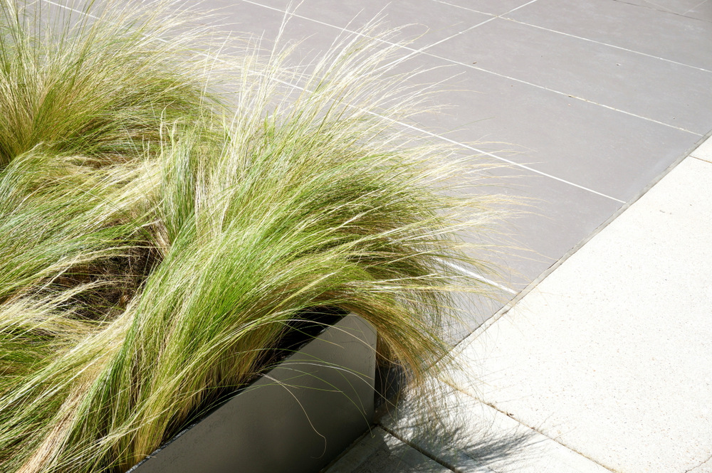 Mexican feather grass