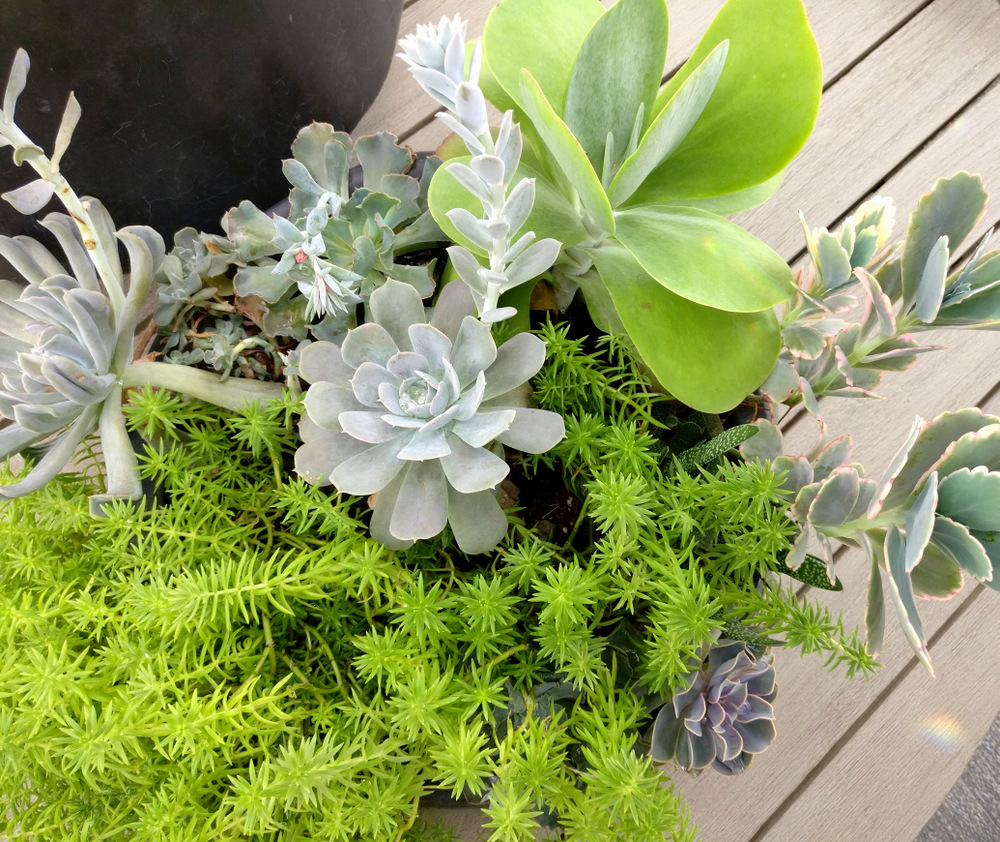 Mix succulents in a planter