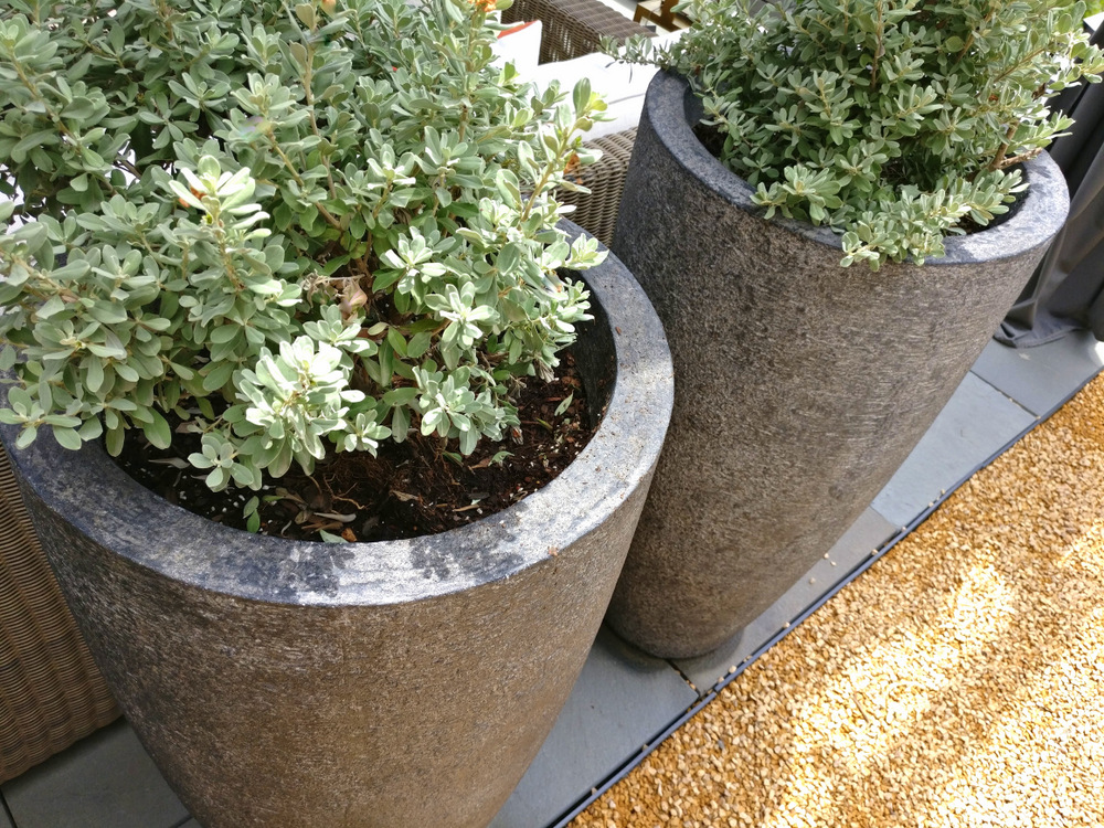 Tall planters with sage
