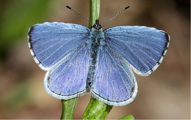 holly blue butterfly