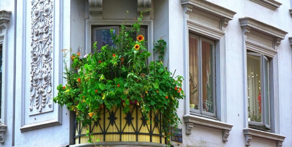 Incredible green garden on a tiny balcony